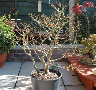 Fagus sylvatica/European Beech Bonsai Progression Series